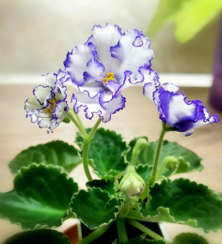 Продам набор деток сортовых фиалок. В наборе 4 детки. Це...