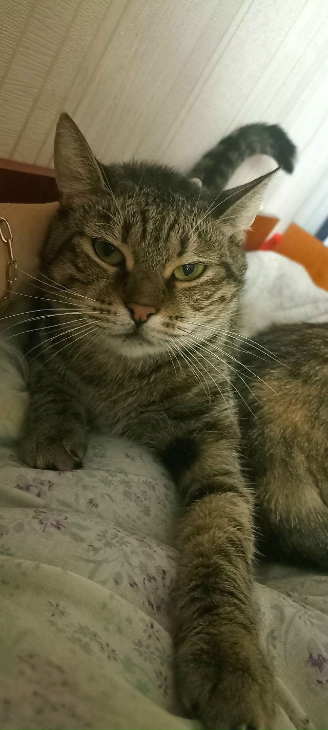 Кошка табби макрель в добрые руки 🐈 🏡 👫👶
- возраст ...