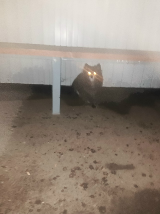 нашли собаку если есть хозяин пожалуйста придите забе?...