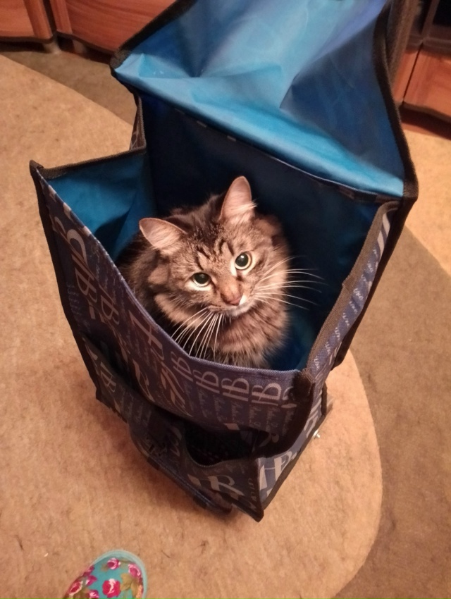 Абдулка любит пакеты, сумки,шкафы,коробки и легко в них...