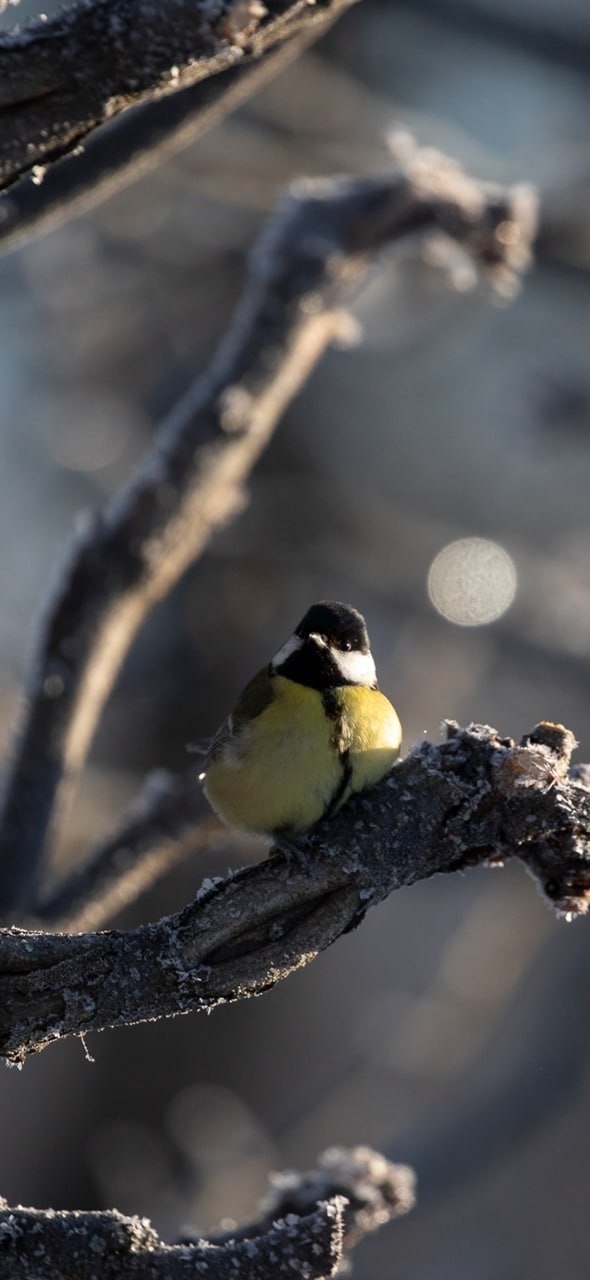 Хорошего дня!
Фото: peterhof_museum
#фото