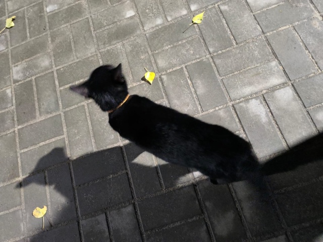 Никто не потерял кошку? Бегает в 5 микрорайоне . АНОН