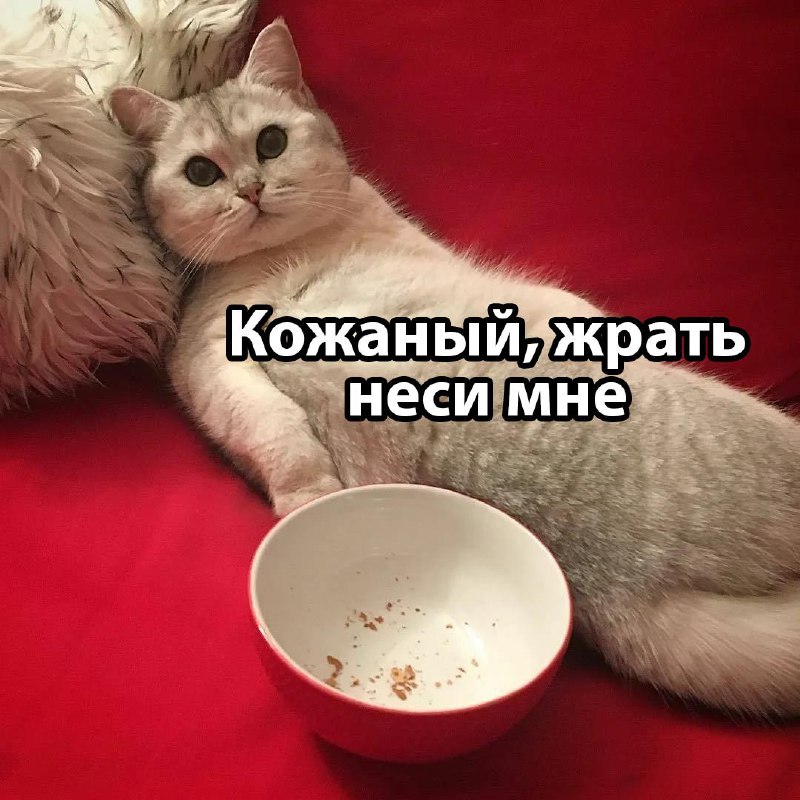 Язык животных переведут на человеческий.
Китайская компания Baidu разрабатывает ИИ, который сможет
