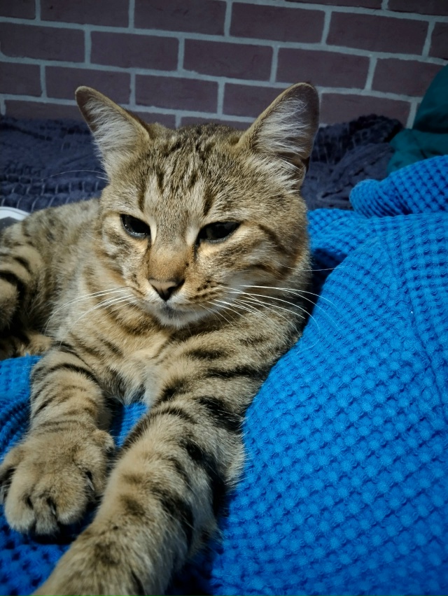 Просьба о помощи в поисках питомца. В районе улиц Волод...