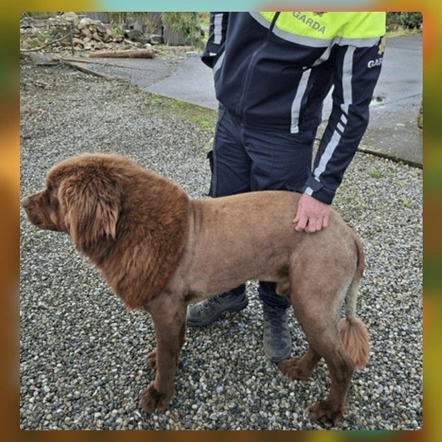 Безумные приколы
Когда стрижка идёт не по плану, она мо...