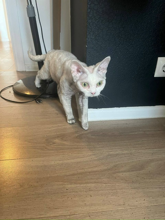 Всвязи с пожаром коту Беляшу требуется новая кличка. Д?...