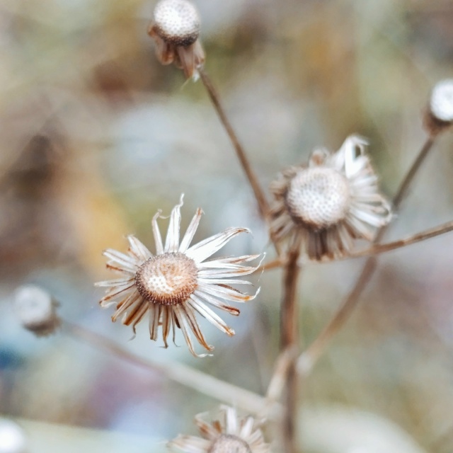 Осень крупным планом.
