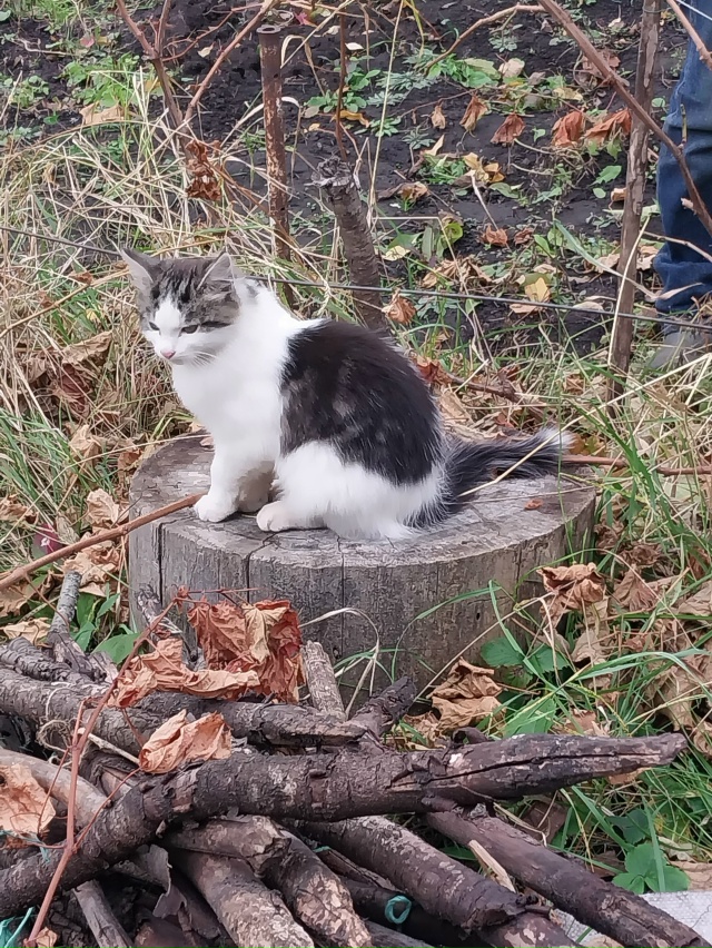 Голубоглазая кошечка- мышеловка и два ее котенка нужда...