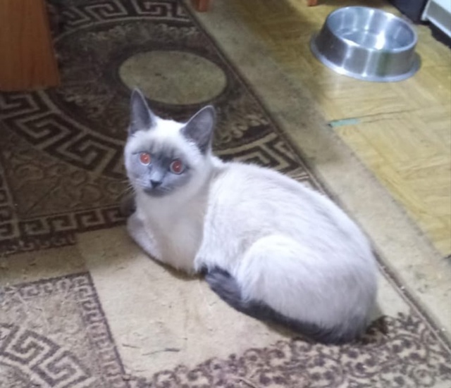 Забрали из подъезда кошечку- подростка. Скитается уже ?...