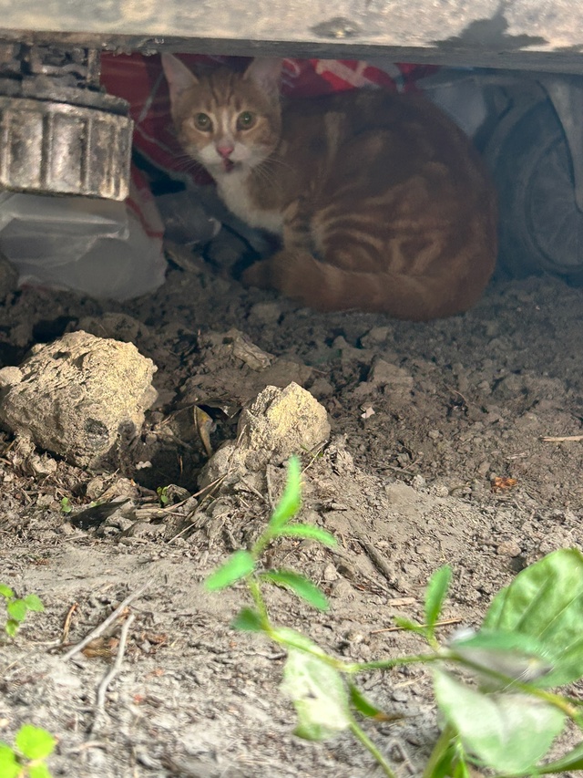 Гуляя сегодня по городу, обнаружили котенка в пакете с ...