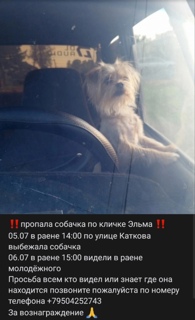‼️Помогите найти собаку 🥺😭
