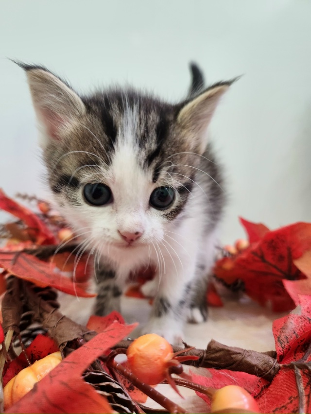 ВОЛГОРЕЧЕНСК ❗
ОСТОРОЖНО и НЕСПЕШНО начинаем искать ...