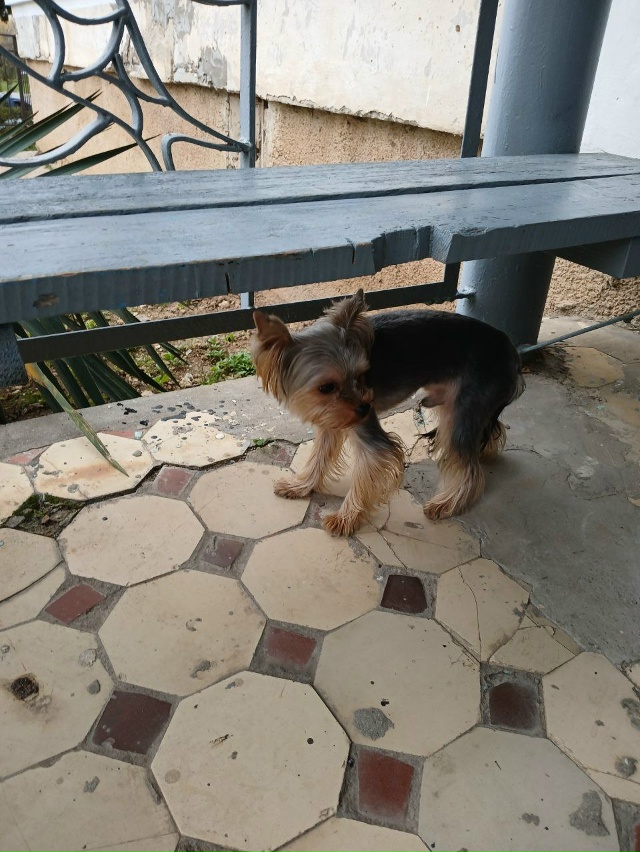 Интернациональная 139-141,1 подъезд сидит испуганный йорк...