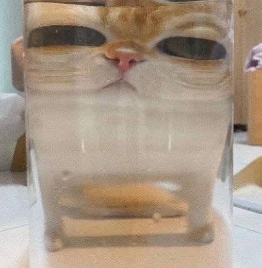 доза кисьих смешнявочек