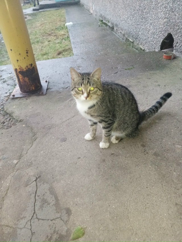 В подвале нашего подъезда поселился кот (кошка). По нем?...