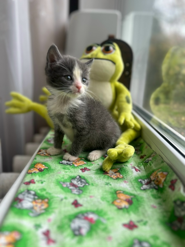 Котята в добрые руки! История у малышей следующая: 3 сен...