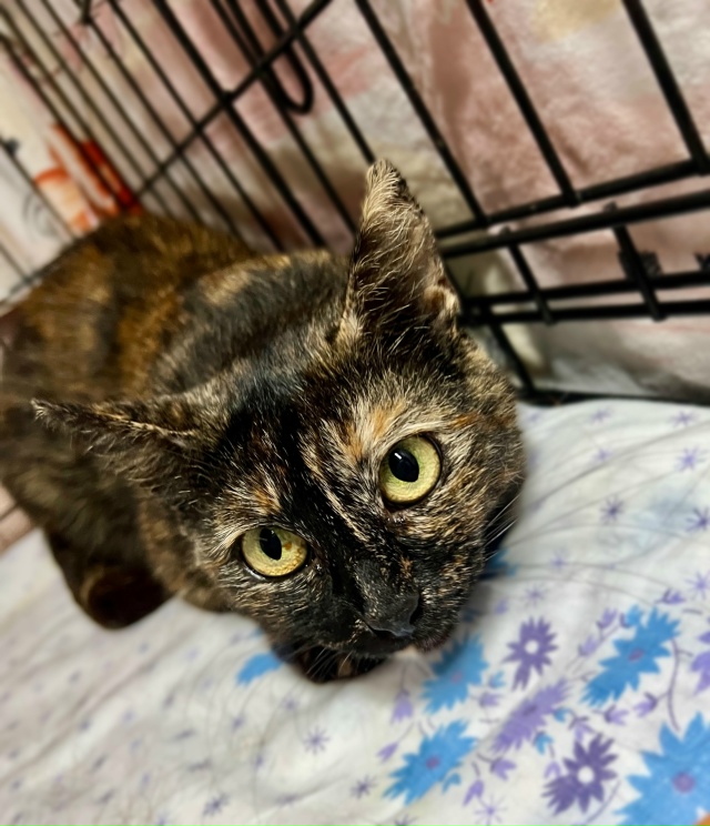 В добрые руки черепаховая кошечка Муся
Очаровательная...