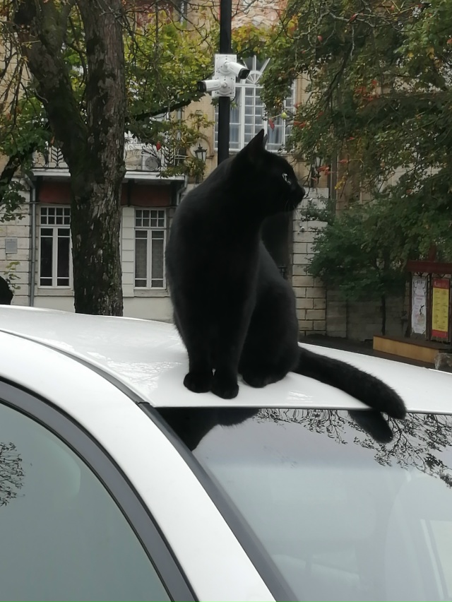 Котосигнализация😊