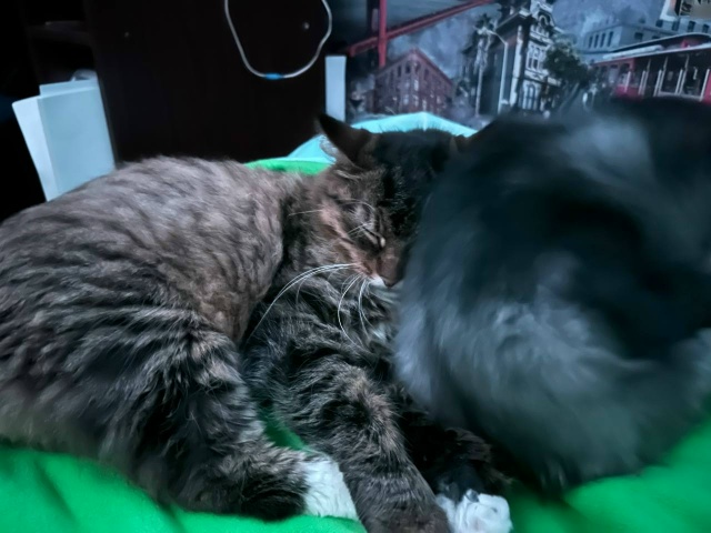 Срочно отдадим кошек, хотим пристроить хотя бы одну. От...