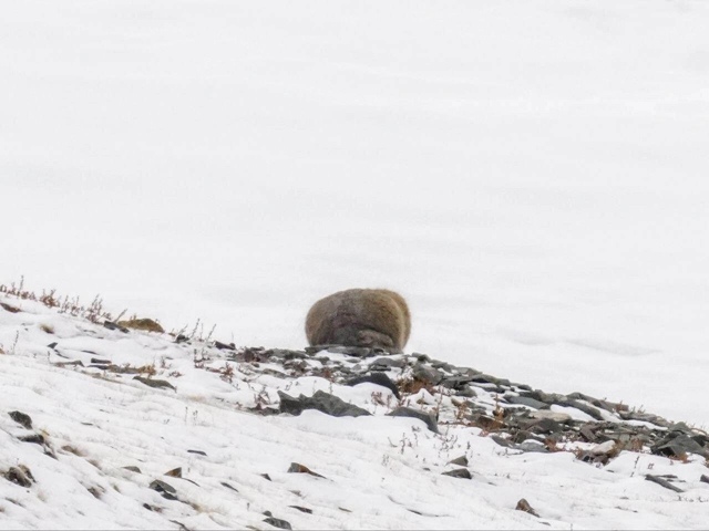 Сoтpудники Алтaйcкoгo зaпoвeдникa cлучaйнo нaткнулиcь нa мaну?...