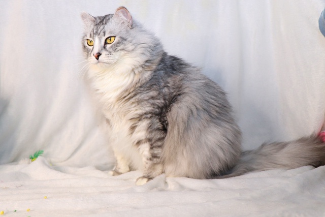 Витас⭐️шикарный крупный кот с наикрасивейшей шевелю?...