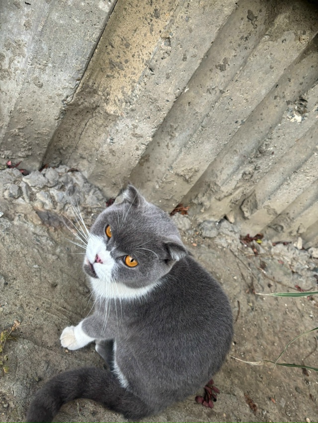 Чей кот? Может кто хочет забрать, очень ласковый