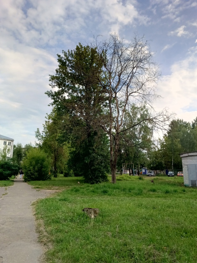 Двор Лк 32, если не ошибаюсь, стоит совершенно сухое дер?...