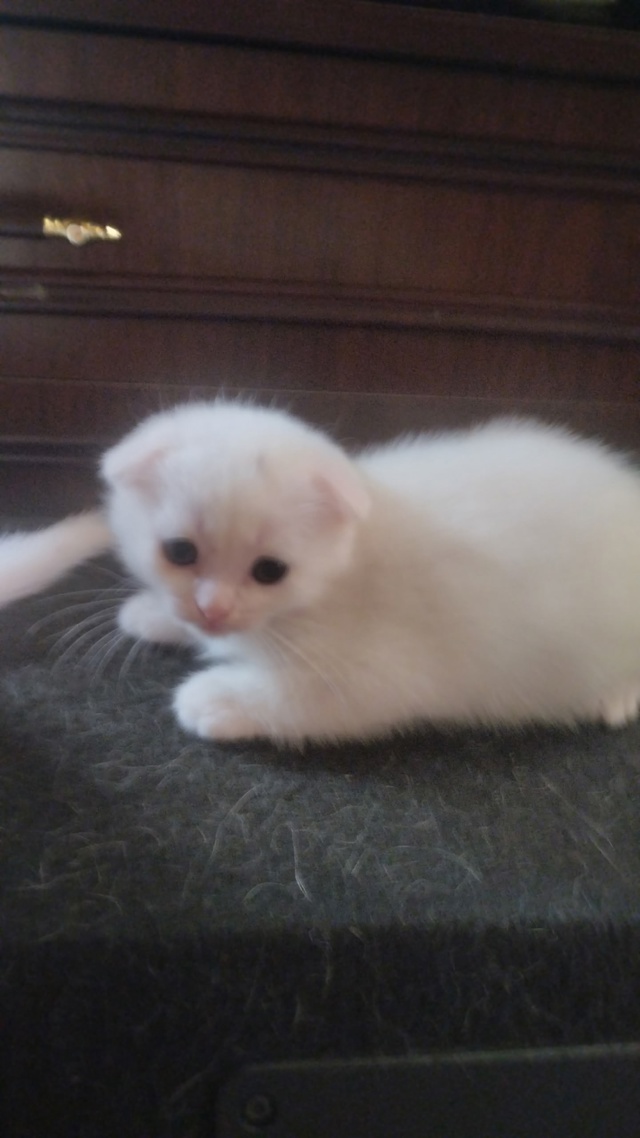 отдам котят им 1.5 месяца рождены 16 июня. активные очень....