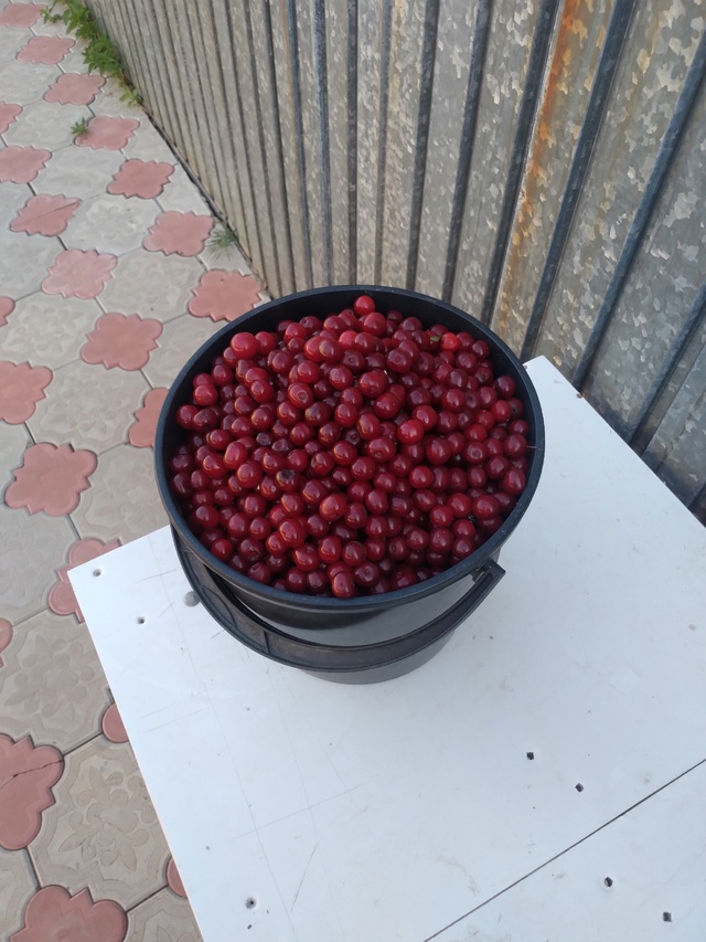Продается вишня 9кг 700рублей 89018937605.