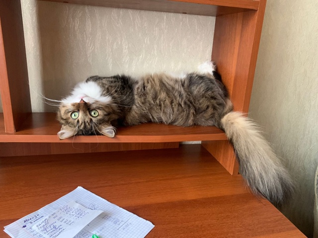 Потерялась кошечка
Зовут Сима, ещё откликается на Сем?...