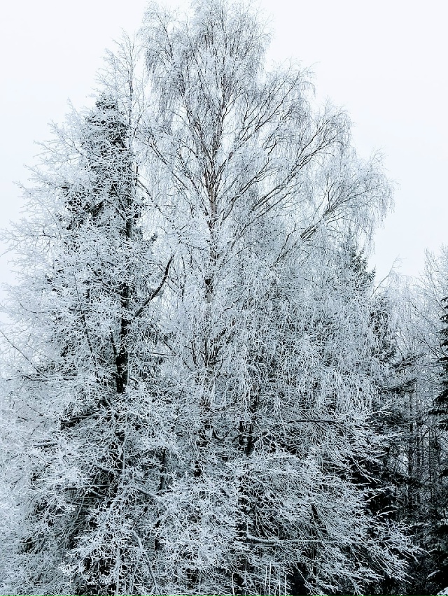 Пермский край
Автор фото Татьяна Шмонова
