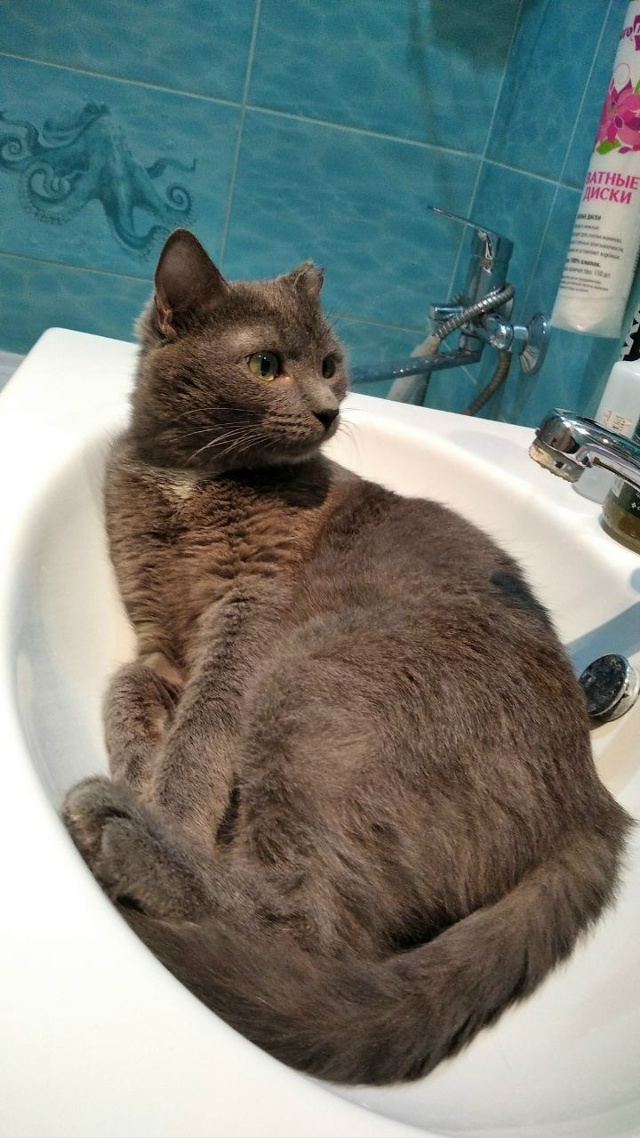 Потерялся кот зовут Китя, серый окрас с белым галстуко?...