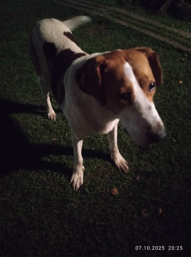 Здравствуйте! Во время охоты(воскресенье 16.11.2025)пропал ...