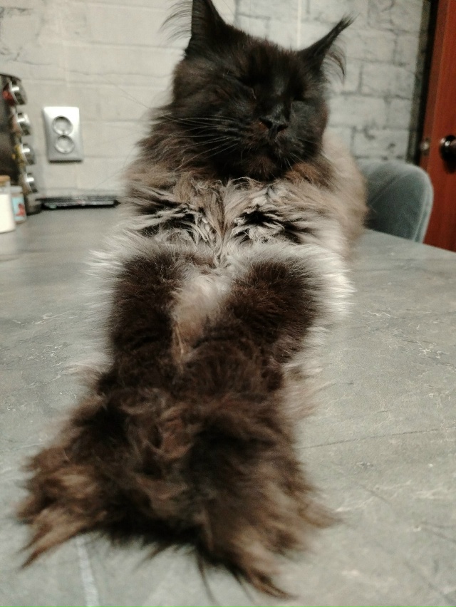 Лапки такие лапки🫶Лексус Милагро Норте приветствует ...