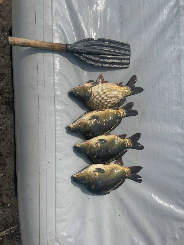 🐟 Продаю свежего карпа с пруда!
✅ Выращен в экологиче?...
