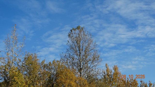Осень в городе.На фото №3 Энт - пастырь деревьев из Влас...
