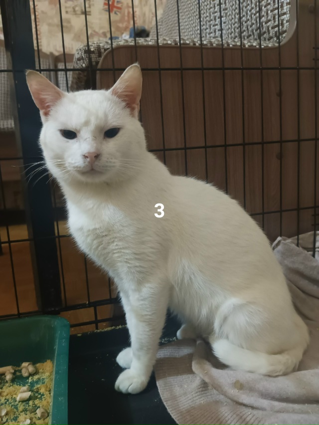 #ПотерялиНашлиПомогите
1 Добрый день, появилась кошеч...