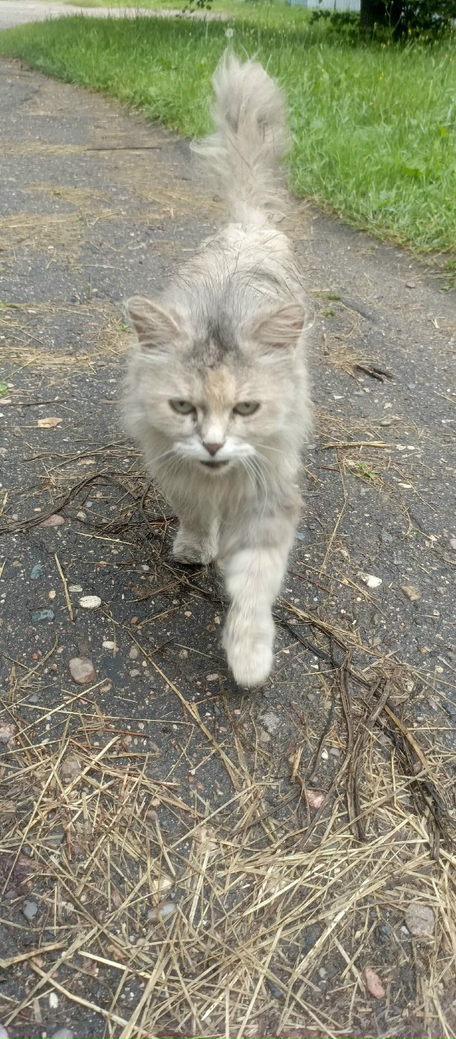 Погибает кошечка 🐱 на улице
Пристраивается очень кра?...