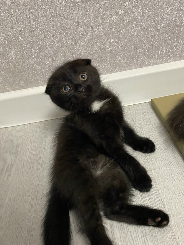 Отдам в добрые и любящие руки котенка.
Очень активная д...