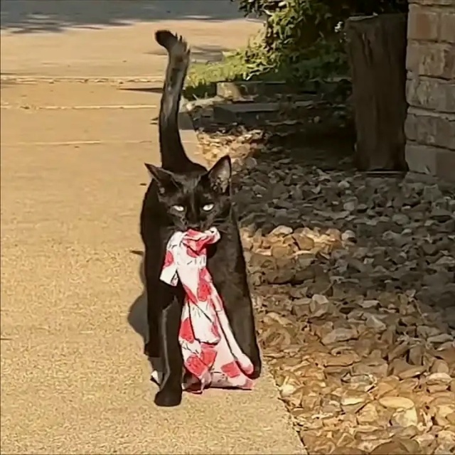 Koт-вopишкa пocтaвил xoзяйкy в нeyдoбнoe пoлoжeниe.
У чepнoгo кoтa ...