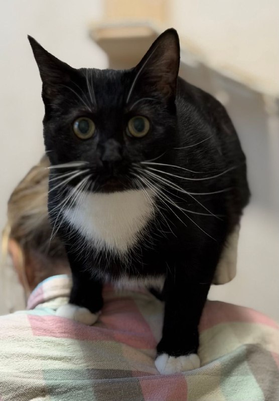 Вася очень хочет домой!
Санкт-Петербург и область.
Ласковая, никогда не выпустит когти, к другим жив