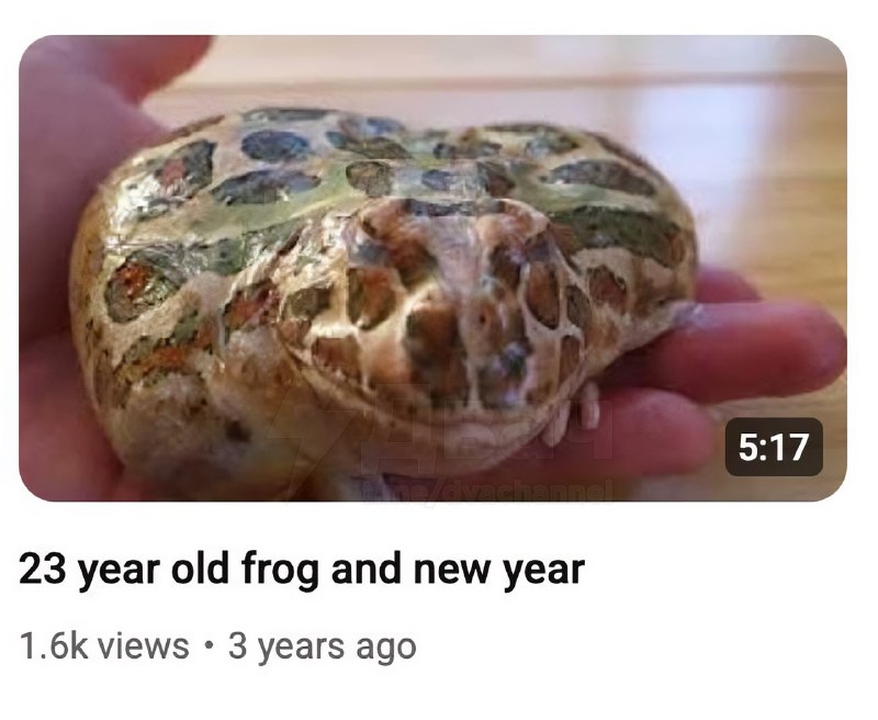 Японский дед каждый год празднует день рождения своей… лягушки
Он выкладывает видео с ней на ютуб: