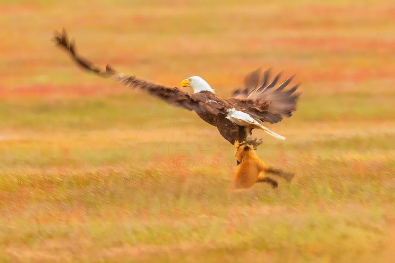 Американский фотограф снял эпичный замес орла и лисы из-за… кролика
Подобные стычки между животными