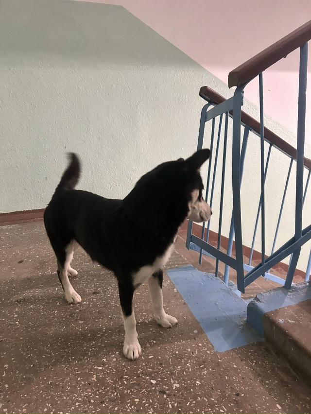 бродит собака на солнечной 18
если ваша собака просьба ...