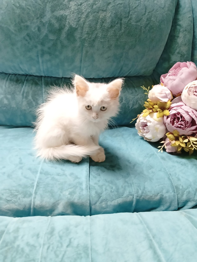 Милый трогательный кошачий ребенок девочка Зефирка😍 ...