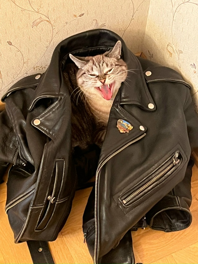 Моя кошка , Алиска;) К нам в гости с мужем, пришел его дру...