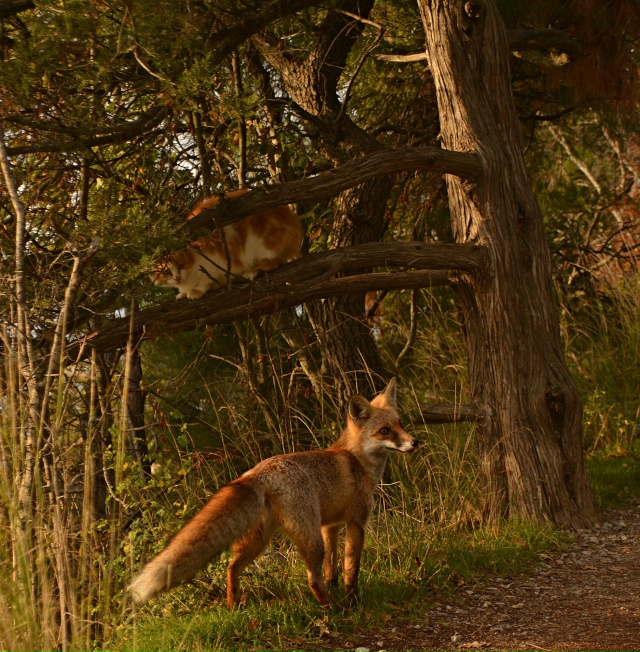 Фауна Солнечной тропы, встреча холёного кота и лисицы.....