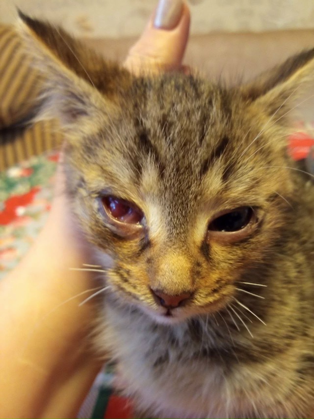 Обнаружили в гараже кошек.Их много.Взяли пока из больш?...