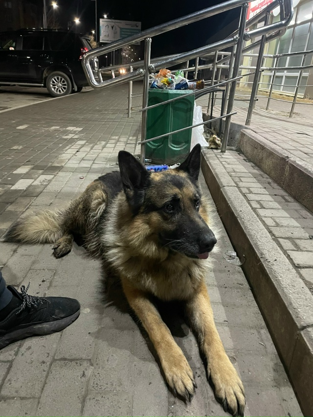 Найдена немецкая овчарка. Потерянная на вид. Ищет хозя?...