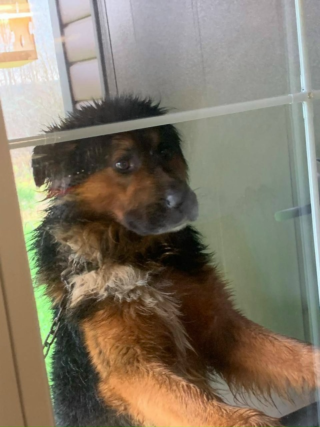 МО, Можайский район, хутор Горки 11
Найдена/замечена соб...